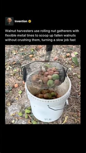 This Rolling Tool Harvests Walnuts Without Breaking Them 🥜 #shorts