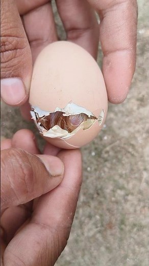The Miracle of Life: Chick Hatching from its Shell!
