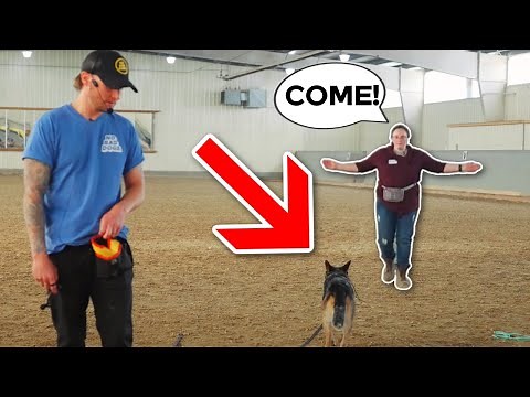 How to properly introduce the remote collar!