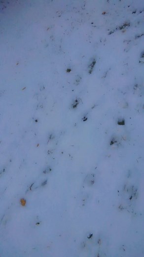 Angelo la débrouille sur TikTok