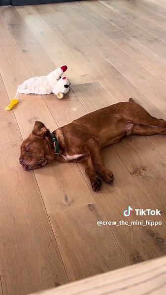 Crew the Mini Hippo on TikTok