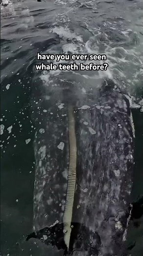 Have You Ever Seen Whale TEETH?!