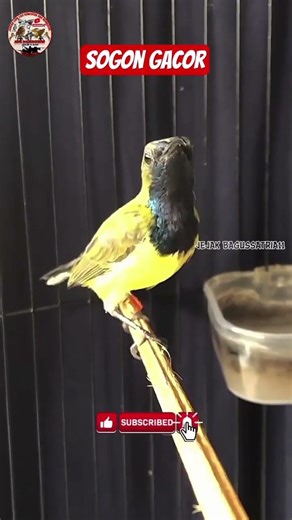 🔴 Sogon Gacor masteran Murai Batu #kicaumania #burungkicaudialamliar #burung#bird #birds#fyp #fypシ