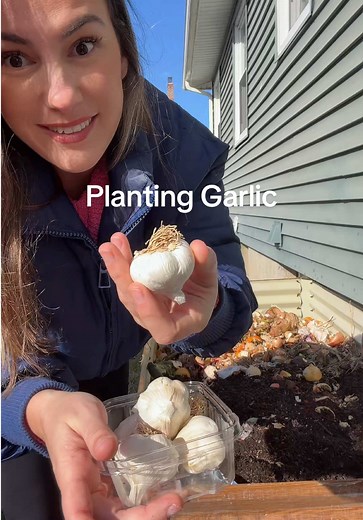 Planting Garlic: A Step-by-Step Guide for Beginners