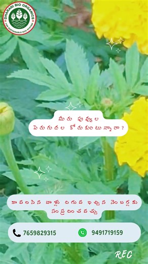 Farmer Review | Dharani Gold JUDO & Humic Acid Flakes Our farmers share their genuine experience after using Dharani Gold JUDO and Humic Acid Flakes on their crops. The results speak for themselves! ✅ JUDO • Controls insects & fungal attacks naturally • Keeps plants disease-free • Improves crop health & strength ✅ Humic Acid Flakes • Boosts root growth • Improves nutrient absorption • Enhances soil fertility & crop yield Healthy Soil • Healthy Crops • Happy Farmers 📞 For Orders, Dealership & Di