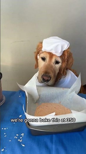 Your dog deserves cake too… and this one is actually made with ingredients you can feel good about
