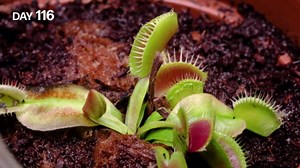 Growing Venus fly trap plant time lapse (161 days)
