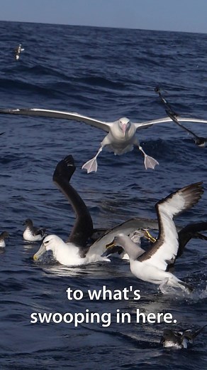 Discover the Majestic Albatross: Nature's Giant Bird