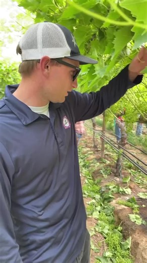 Enhancing Grape Flavor and Bunch Size from Early Stages