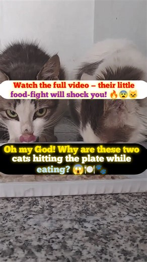 Oh my God! Why are these two cats hitting the plate while eating? 😱🍽️🐾. Watch the full video — their little food-fight will shock you! 🔥😨🐱. #reelsviralシ #reelsvideoシ #reelsfypシ #reelschallenge #reelsfacebook #viralreelschallenge #facebookreelsviral #goodevening #love #viralvideochallenge #trendingreelsvideo #trend | funnyman1