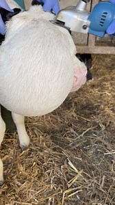 465K views · 1.2K reactions | Omg #animals #veterinary #technology #farm | Modern Farm | Facebook