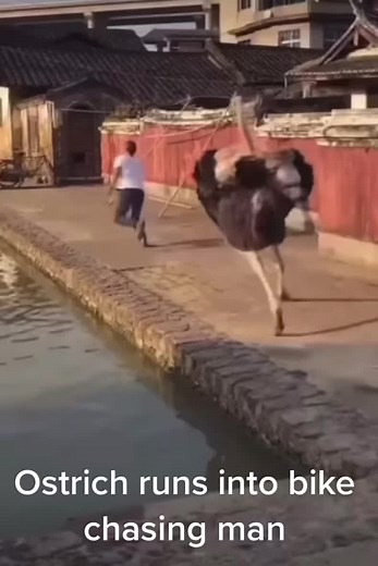 Ostrich Chases Man on Bike: Hilarious Encounter Caught on Camera