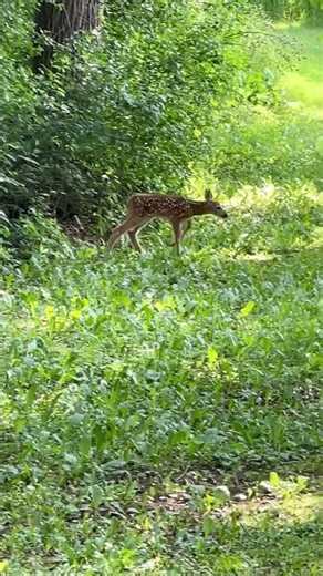 Baby Deer Learning To Be Wary of Strangers