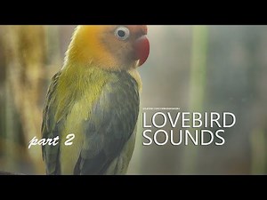 Lovebird's Sound: Female Lovebird, Yellow Euwing - Part 2