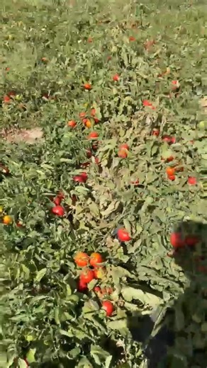 من الاردن Prime Ministry of Jordan رئاسة الوزراء - الأردن وزارة الزراعة الاردنية | تجمع مزارعي الاردن