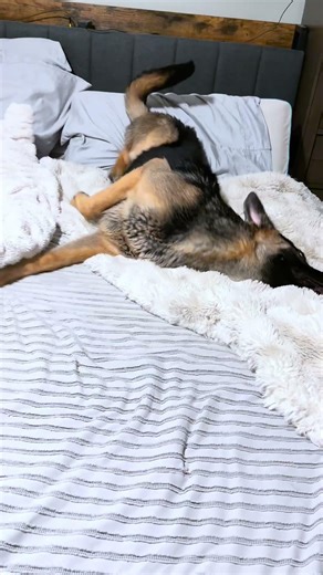 He has some dance moves. #dogs #germanshepherd #gsds #dogshorts #gsd #funny