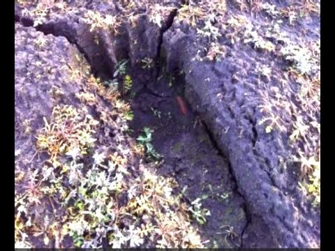 Horses & Dogs Attacked by Bigfoot in Maughan's Fork