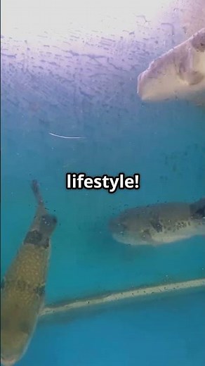 Blobfish: The Ocean's Quirkiest Creature!