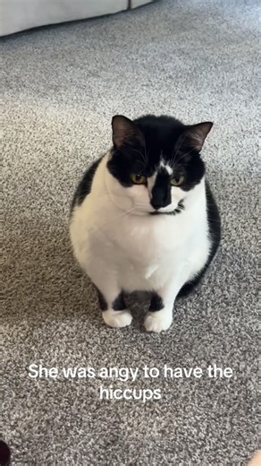 Cat hiccups#cat #catsoftiktok #fpy #foryou #usa🇺🇸 | cats