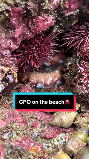 Giant Pacific Octopus Sighting in Salish Sea