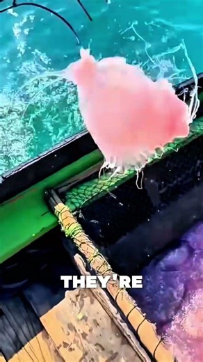 Why they catch so many jellyfish