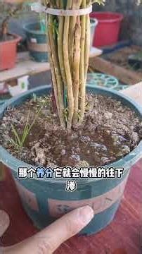 Two small methods to improve soil compaction and poor air permeability#Tips for growin