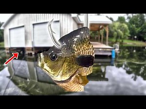 How To Use Fresh Caught Bluegill To Catch LOADS Of Catfish!