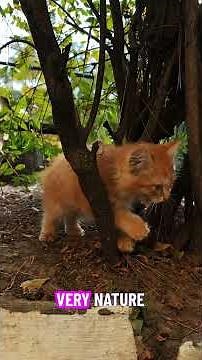 The Telegraph: How Wires Rewired the World