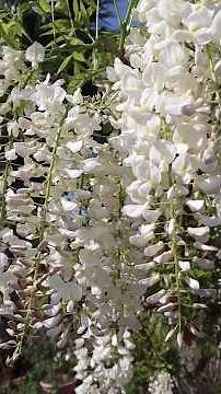 Wisteria sinensis forma alba - Flor de pluma blanca - Glicinia blanca