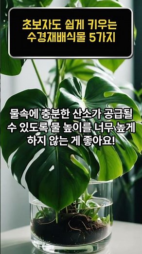 초보자도 쉽게 키우는 수경재배식물 5가지 추천, 흙없이 물에서 키워보세요!