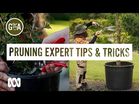 How to Prune a Buxus Standard Ball (Topiary for Beginners) | Gardening 101 | Gardening Australia