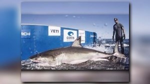 Massive Great White Shark Swimming Off Myrtle Beach Coast