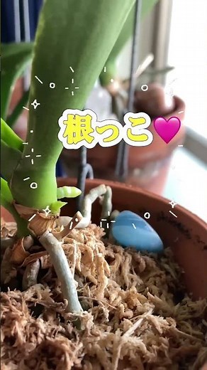 胡蝶蘭の成長が楽しみ😊#胡蝶蘭 #胡蝶蘭の育て方