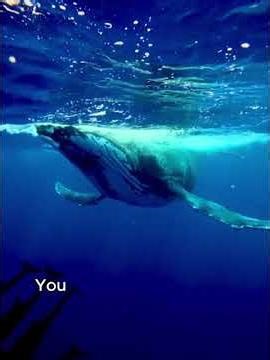 They Thought They Were Alone... Then The Sonar Pinged 🐋⚠️ (Marine Bio)