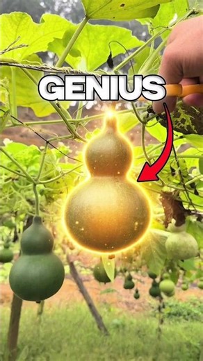 This Ancient Plant That Became a Natural Water Bottle