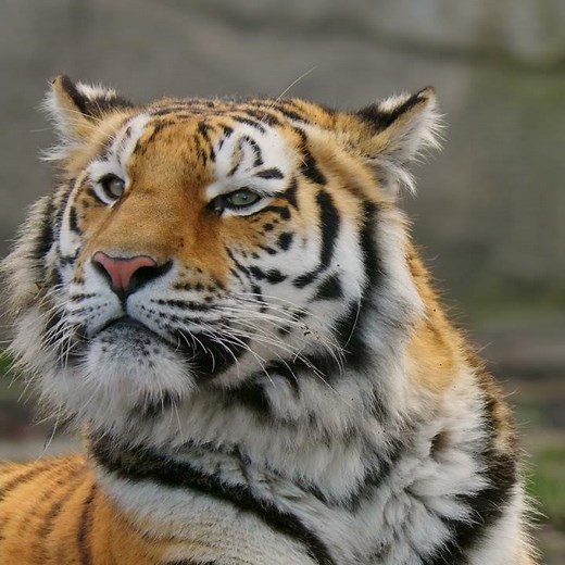 Beautiful Siberian Tiger 🐯 #siberiantiger #tigers #tiger #wildlifevideos #bigcats #tigershort