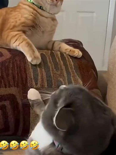 Funny Dog & Cat Voiceover Compilation