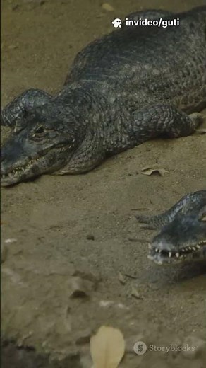 Sarcosuchus - The Super Croc