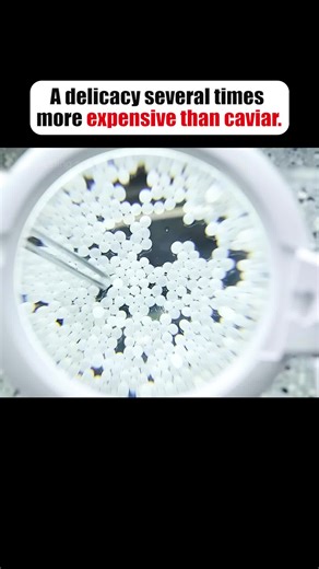 Luxurious Snail Caviar: The Expensive Delicacy of the Wealthy