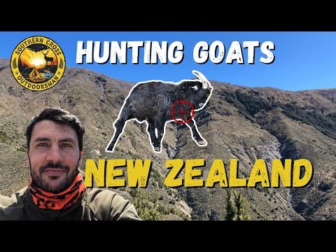 Marlborough Goat Hunting | New Zealand