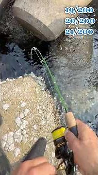 【穴釣り】釣り初心者でも簡単、巨大テトラの隙間から凄く美味しい夕食のおかずが釣れます、大物も釣れるよ