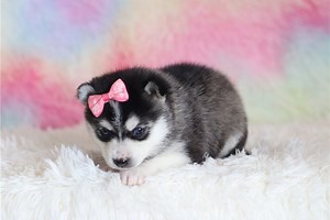 Evelyn - Pomsky Puppy B178AB