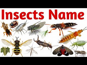 Insects Name in English | Learn Insects for Kids | Toddler & Preschool Educational Learning Video