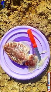 AYouB/Fishing on Reels