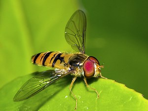 Hoverfly