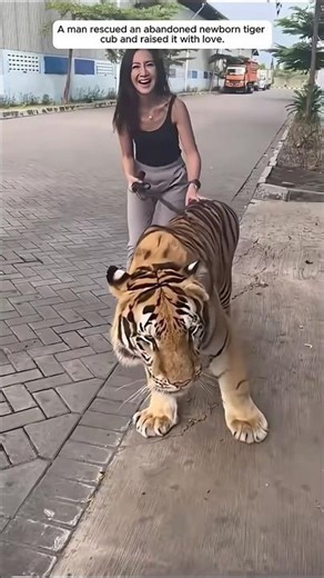 poor newborn tiger #tiger #animals #shorts