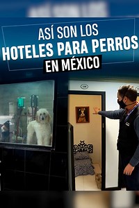 Así son los hoteles para perros en México Para estar siempre infomado sigue a: José Ibarra | Badabun