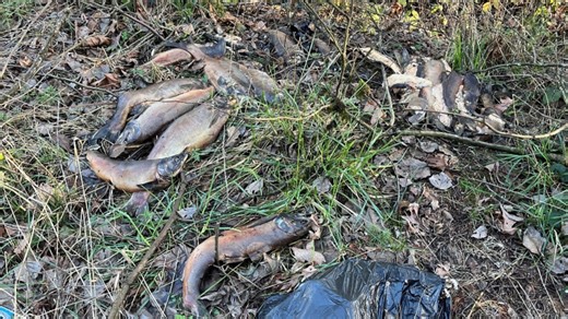 Salmon ‘dumped’ on side of Oregon highway prompts investigation