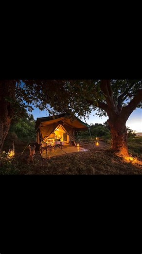 John's Camp is an intimate safari retreat nestled within Zimbabwe's Mana Pools National Park, a UNESCO World Heritage site renowned for its rich biodiversity and pristine wilderness. Situated along the banks of the Zambezi River, the camp offers guests an authentic bush experience amidst canopies of Trichelia and Mahogany trees. Accommodation: The camp features six Meru-style canvas tents, each accommodating twin or double occupancy. These tents are designed to provide comfort while maintaining 