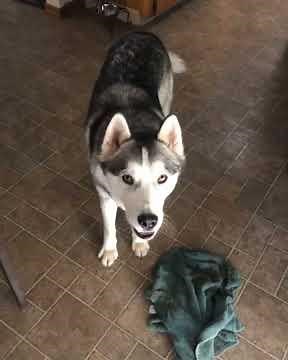 Husky arguing with owner.